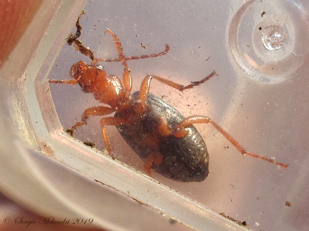 ID Brachinus: B. crepitans